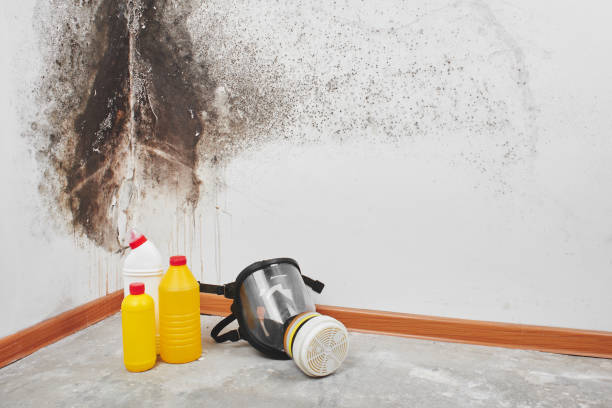 Best Office Mold Removal Services  in Mount Airy, GA