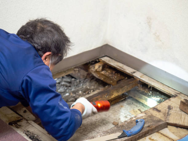 Best Mold Testing  in Mount Airy, GA