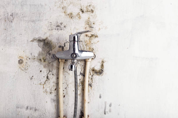 Best Office Mold Removal Services  in Mount Airy, GA