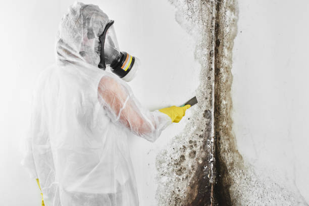 Best Home Mold Removal  in Mount Airy, GA