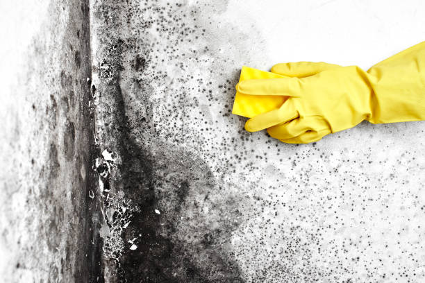 Best Certified Mold Removal  in Mount Airy, GA
