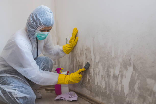 Professional Mold Removal in Mount Airy, GA