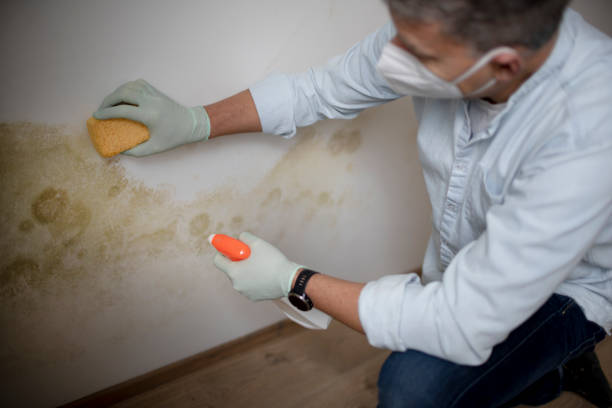 Best Certified Mold Removal  in Mount Airy, GA