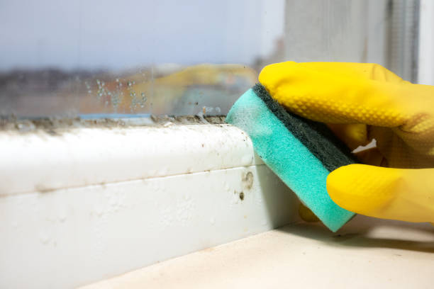 Mold Testing and Removal in Mount Airy, GA