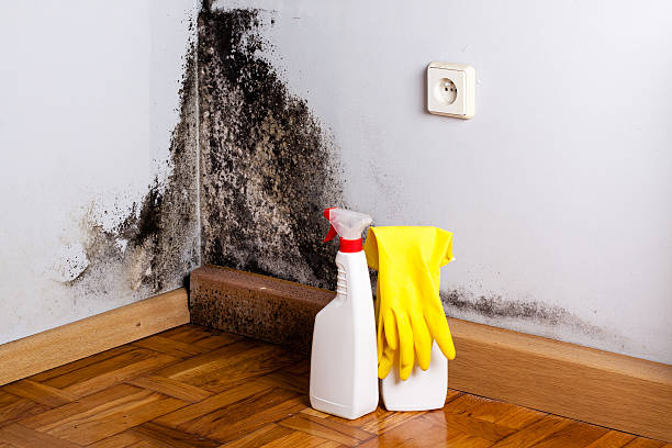 Certified Mold Removal in Mount Airy, GA