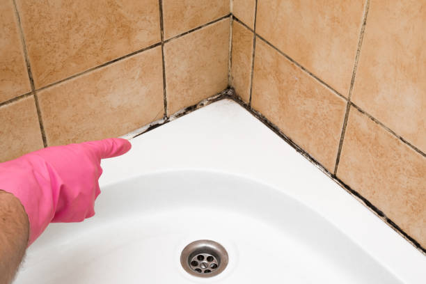Best Home Mold Removal  in Mount Airy, GA